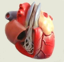 大型犬の心臓模型