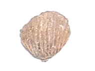 化石brachiopod腕足類