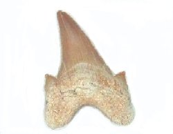 化石サメの歯fish2