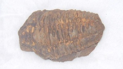 化石三葉虫1