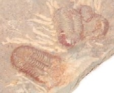 化石三葉虫2